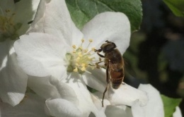 Abeille qui butine les fleurs de pommier