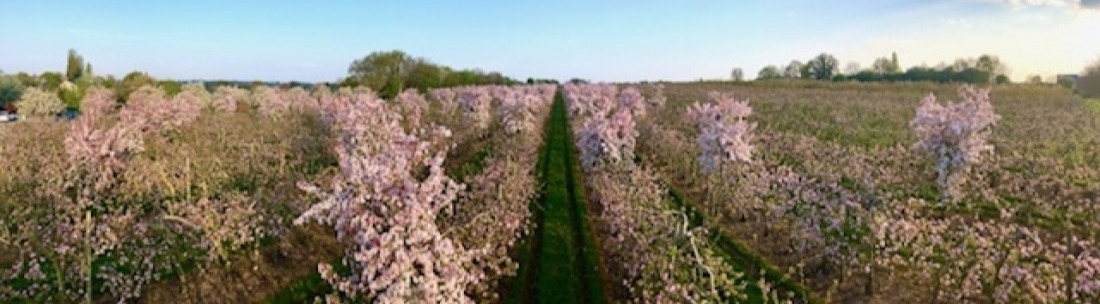 Verger Goldens Pommiers en fleurs