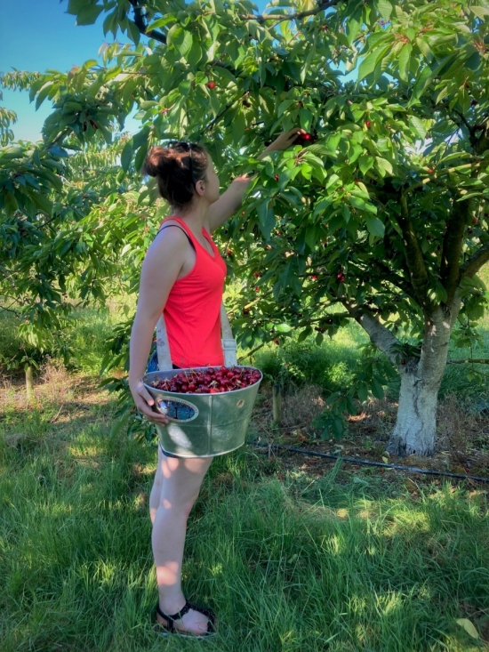 Cueillette des cerises 