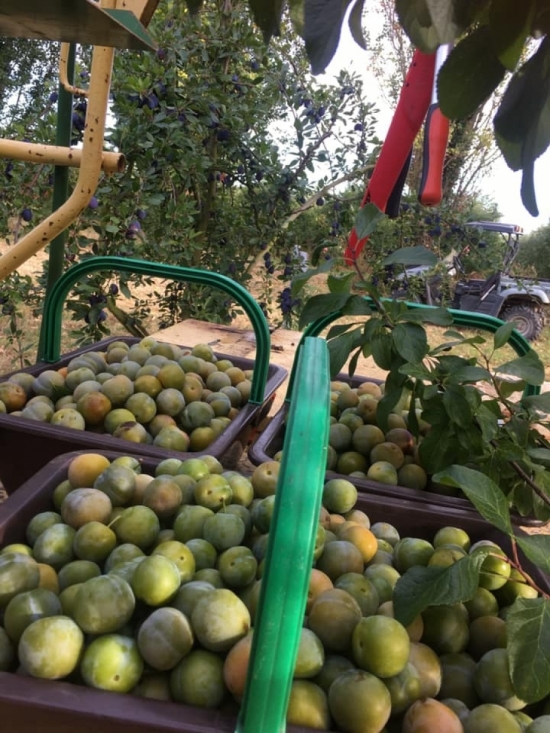 Prunes Reine Claude dor&eacute;