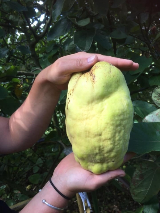 Coing G&eacute;ant du Vranja