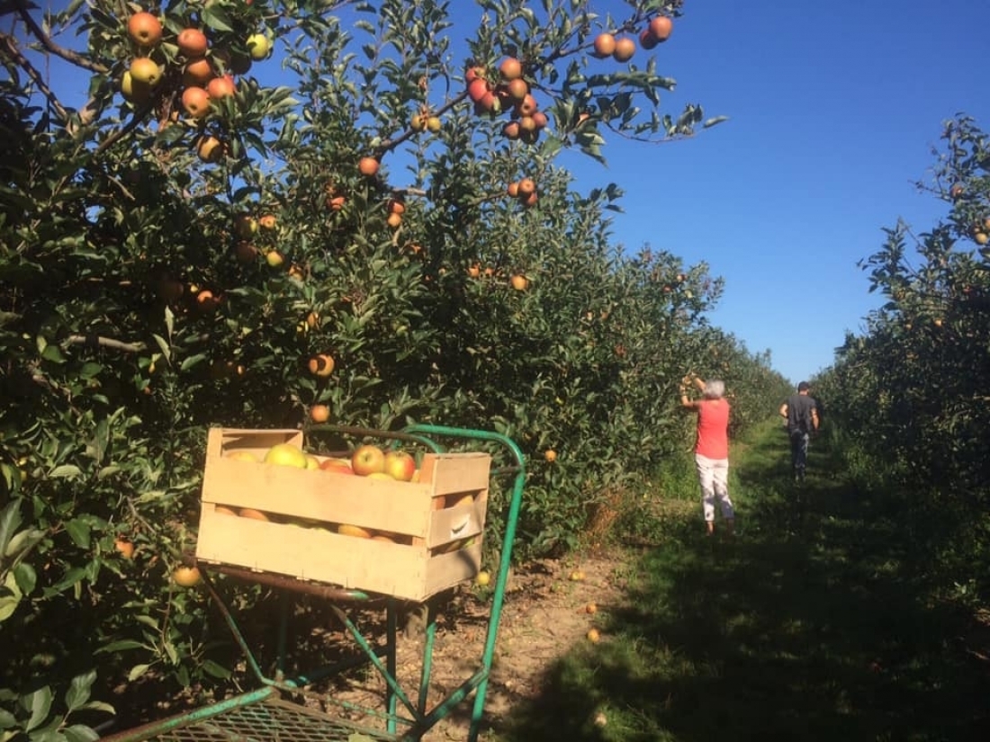 Cueillette des pommes "Rubinette"