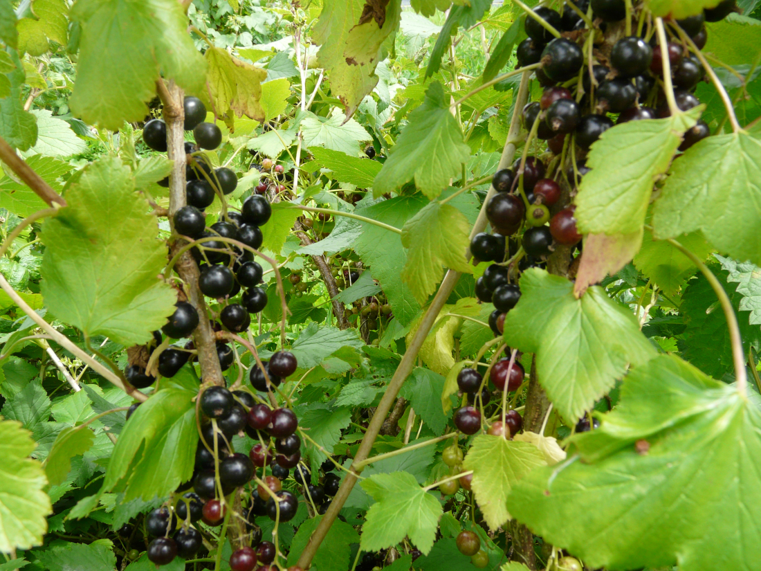 cassis à cueillir
