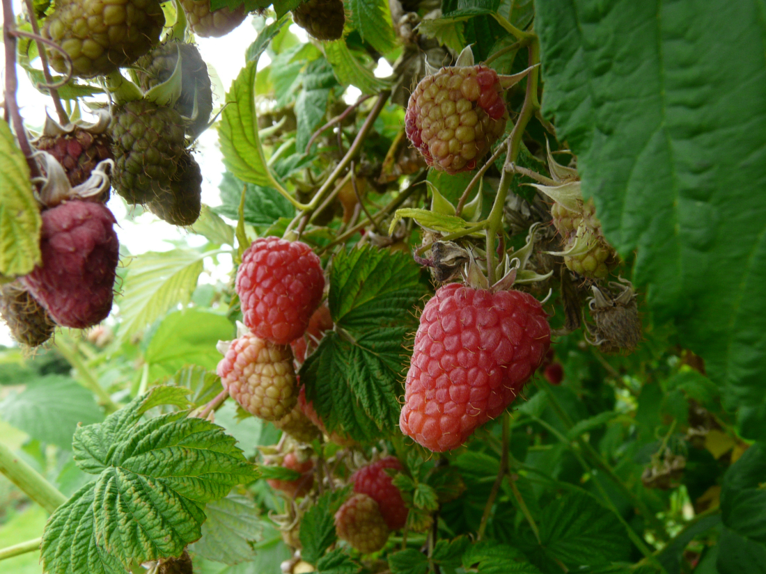 m&ucirc;res &agrave; cueillir
