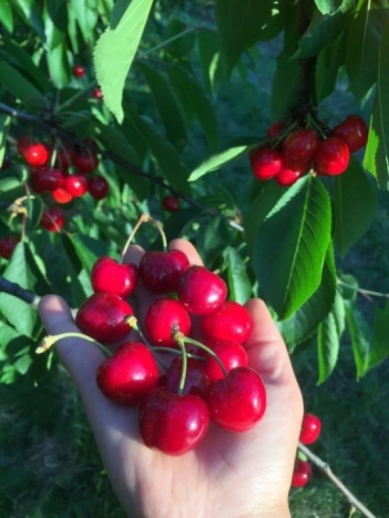 Cerises &agrave; cueillir